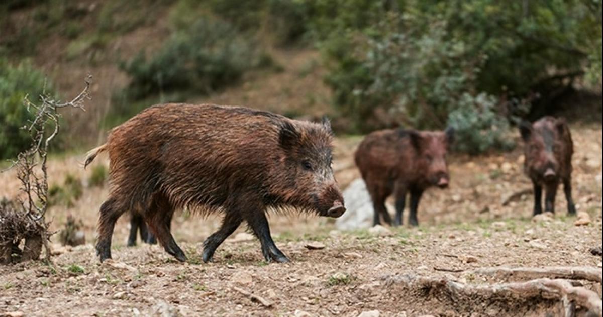 El jabalí europeo fue introducido en La Pampa a comienzos del siglo XX