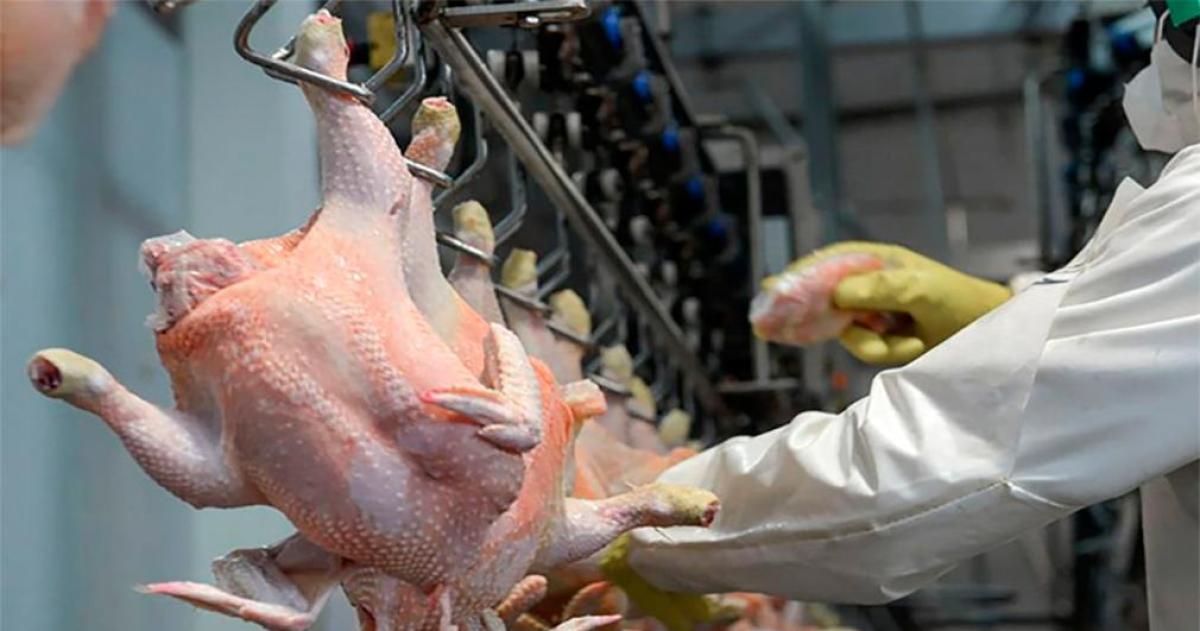 El Reino Unido volvió a habilitar el ingreso de carne aviar argentina tras reconocer al país como libre de Influenza Aviar Altamente Patógena y levantar las restricciones sanitarias vigentes