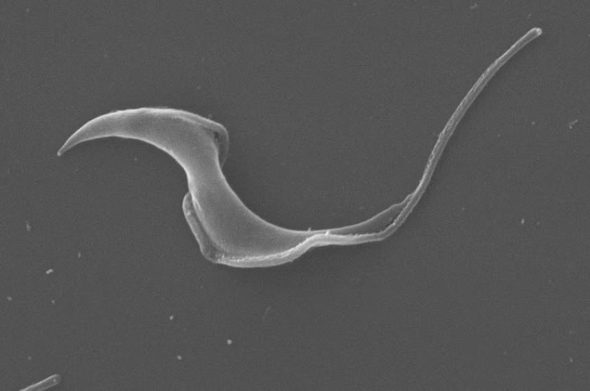 Trypanosoma cruzi el par�sito que causa la enfermedad de Chagas