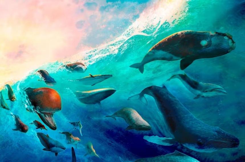 Los cet�ceos representan una de las transiciones evolutivas m�s notables entre los mamíferos