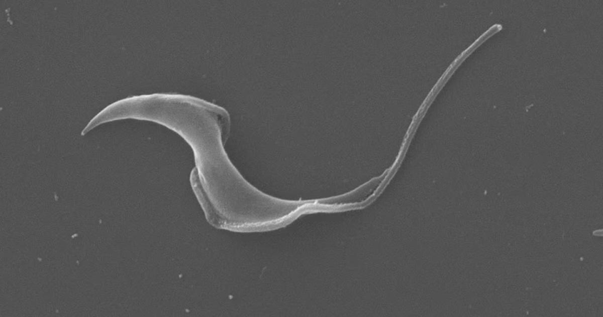 Trypanosoma cruzi el par�sito que causa la enfermedad de Chagas