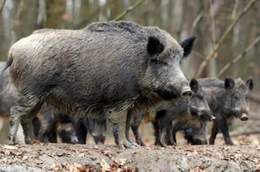 El caso fue detectado en un jabalí cazado en Río Negro