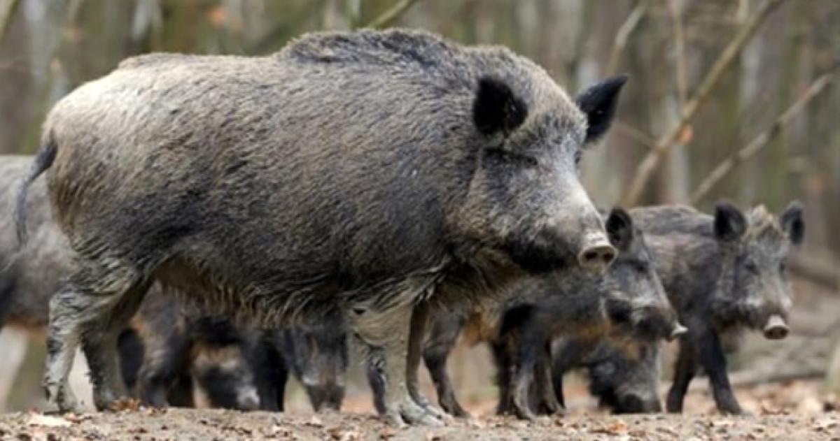 El caso fue detectado en un jabalí cazado en Río Negro