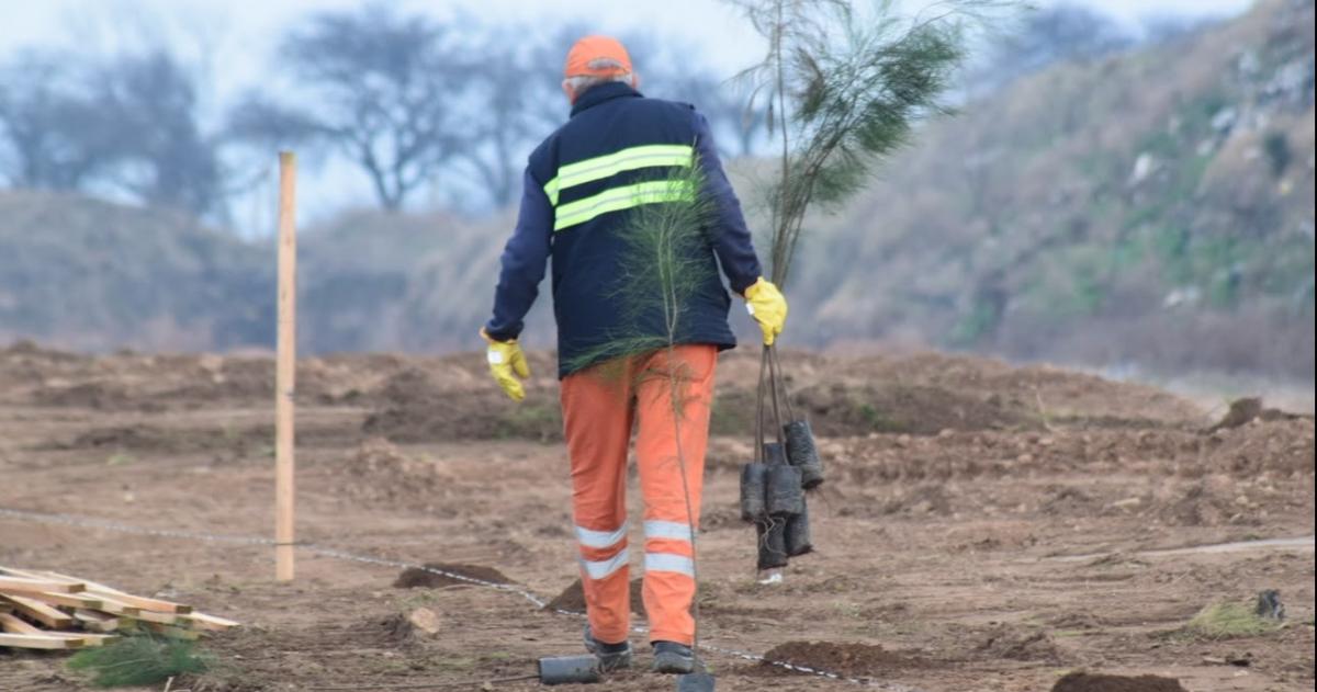 La Municipalidad de Santa Rosa contempla la plantación de 3000 �rboles distribuidos en distintos puntos de la ciudad