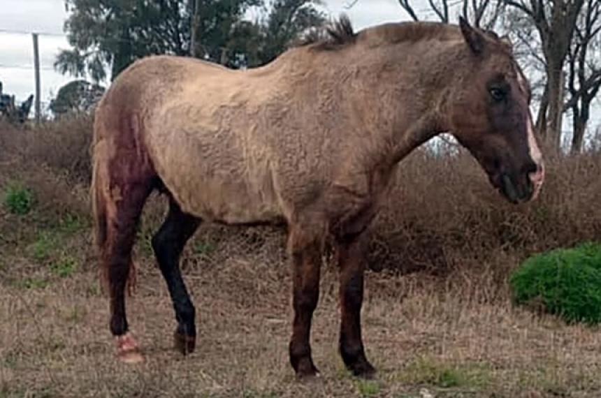El caballo sufrió varias heridas por el ataque de un puma