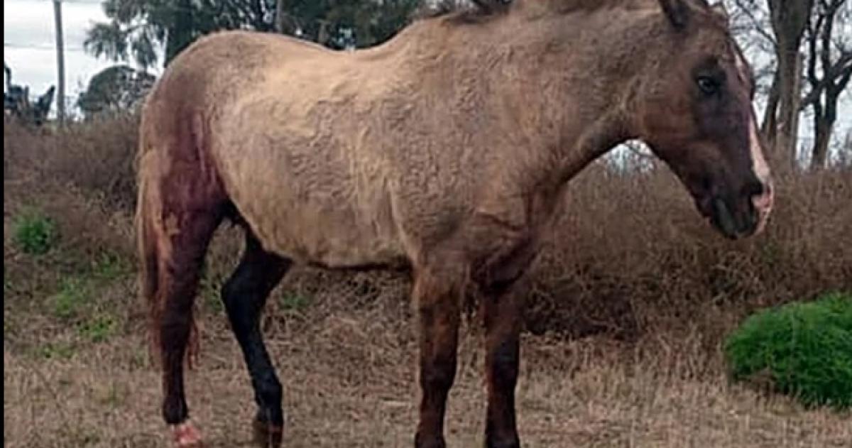 El caballo sufrió varias heridas por el ataque de un puma
