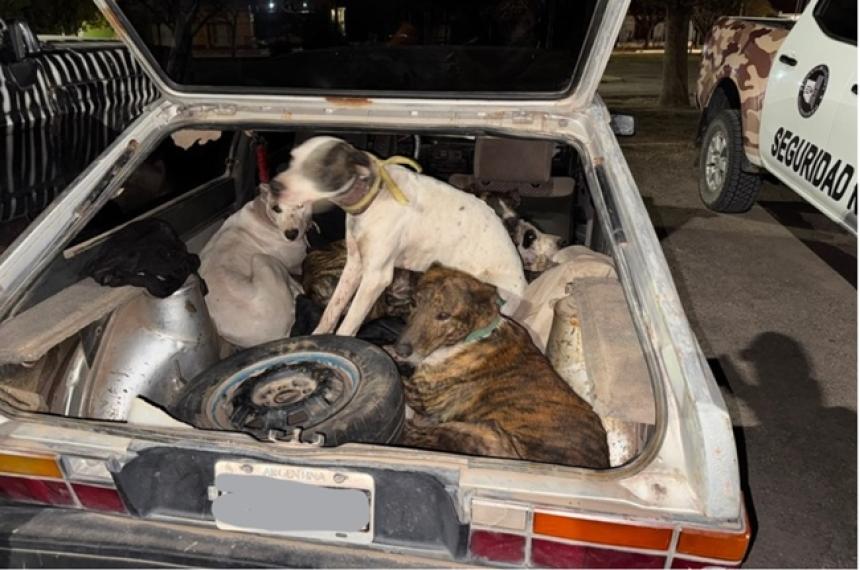 Cuatro jóvenes llevaban una jauría de perros y restos de un jabalí en un VW Gol