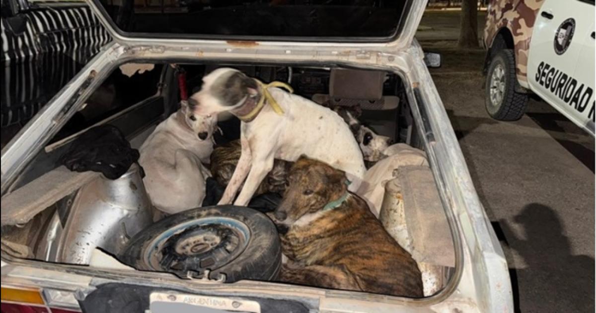 Cuatro jóvenes llevaban una jauría de perros y restos de un jabalí en un VW Gol