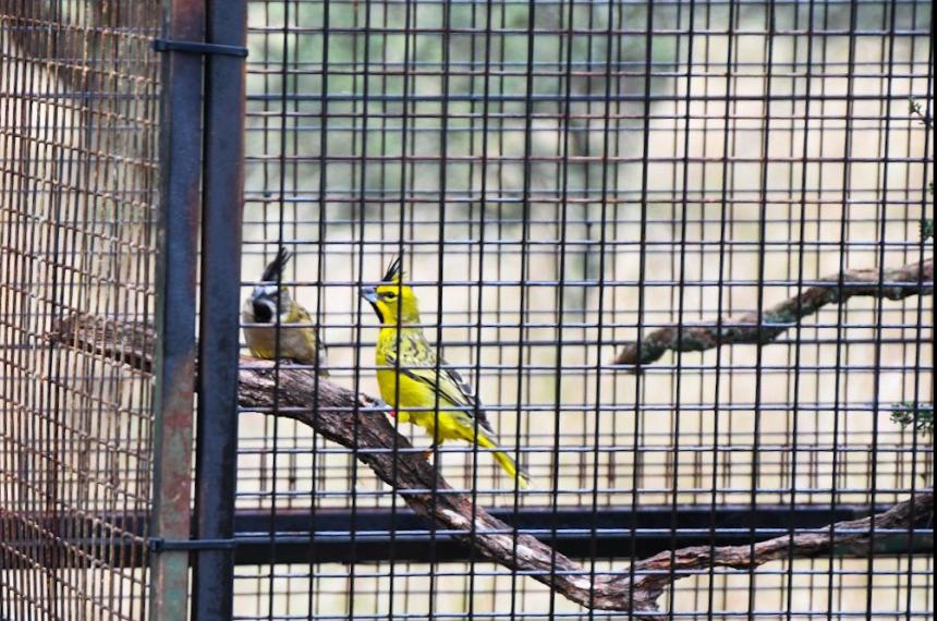  El método permitir� que los ejemplares rescatados sean liberados en su h�bitat natural