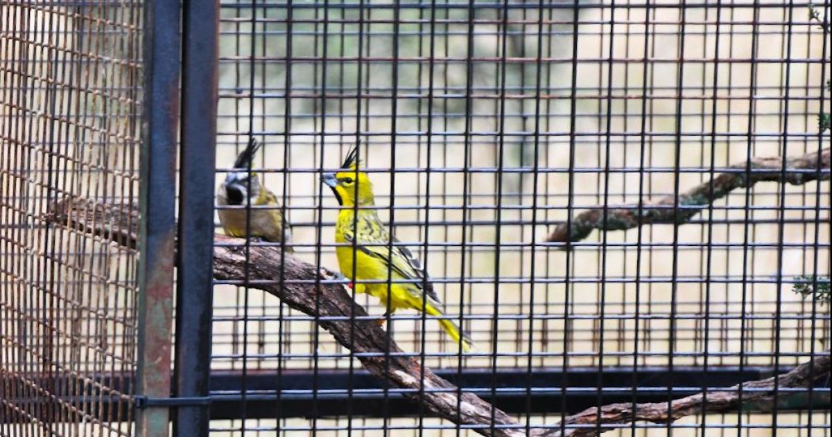  El método permitir� que los ejemplares rescatados sean liberados en su h�bitat natural