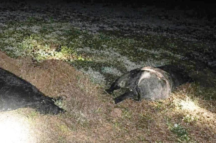 Los animales pertenecían a un feedlot ubicado a la vera de la ruta 152