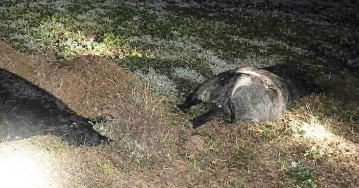 Los animales pertenecían a un feedlot ubicado a la vera de la ruta 152