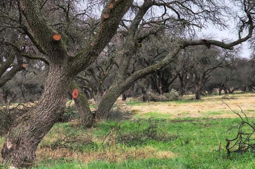 En el Día del Árbol quiz�s el mejor homenaje sea no destruir lo que decidimos proteger dijo el concejal Diego Camargo