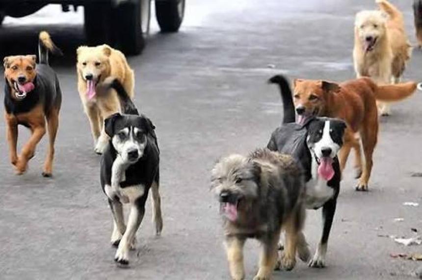 El Proyecto Callejeros propone un registro y el pago de una tasa para los perros y gatos con dueño en Santa Rosa