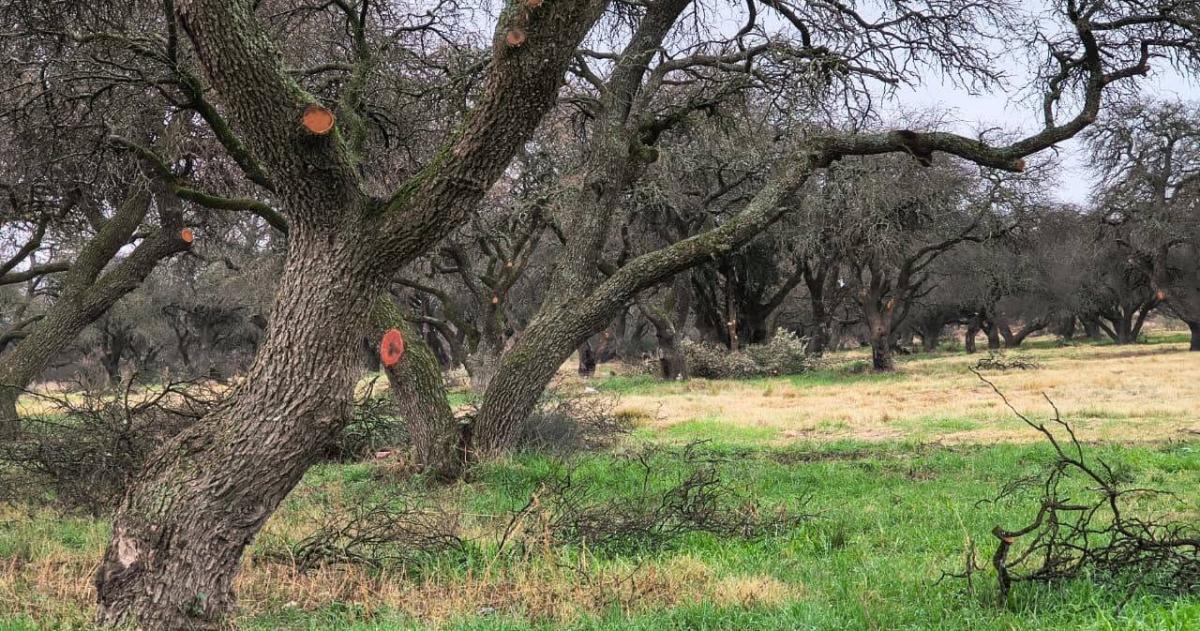 En el Día del Árbol quiz�s el mejor homenaje sea no destruir lo que decidimos proteger dijo el concejal Diego Camargo