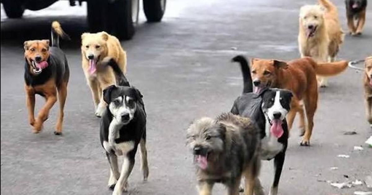El Proyecto Callejeros propone un registro y el pago de una tasa para los perros y gatos con dueño en Santa Rosa