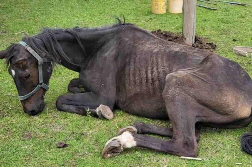 El caso se originó a partir de las condiciones en las que fueron encontrados tres animales
