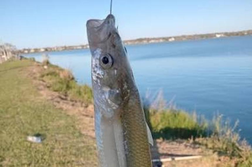 Hasta el 30 de noviembre rige la veda parcial de pesca de pejerrey