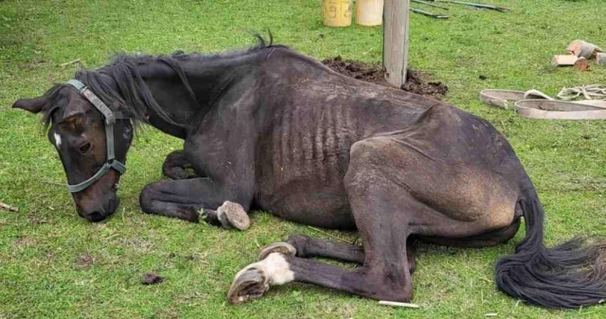 El caso se originó a partir de las condiciones en las que fueron encontrados tres animales