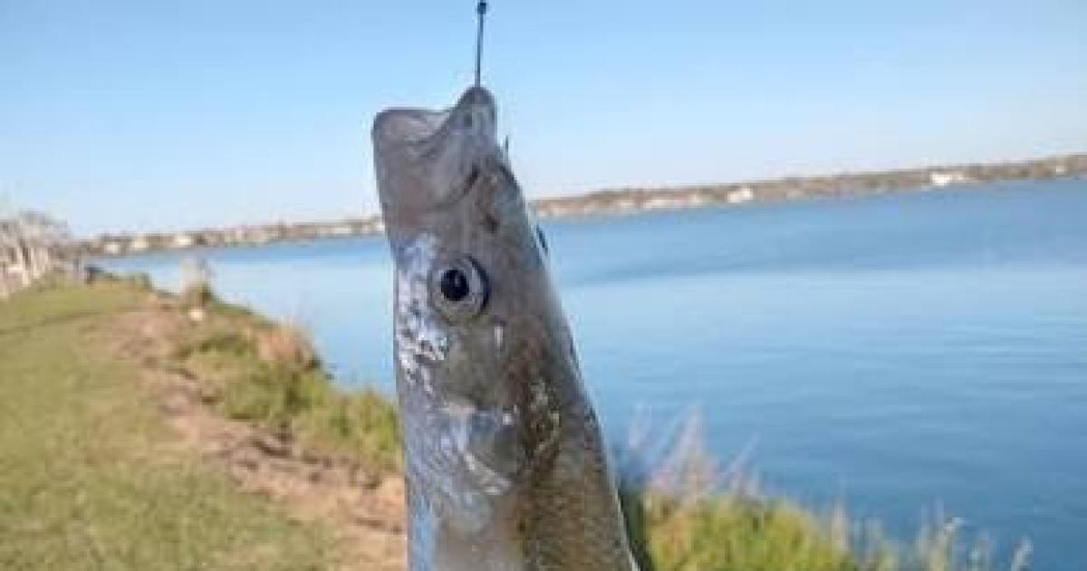 Hasta el 30 de noviembre rige la veda parcial de pesca de pejerrey