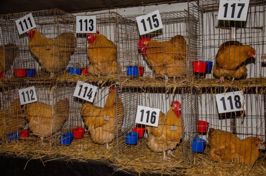 Vuelven las aves a la exposicioacuten rural
