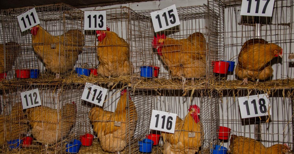 Vuelven las aves a la exposicioacuten rural