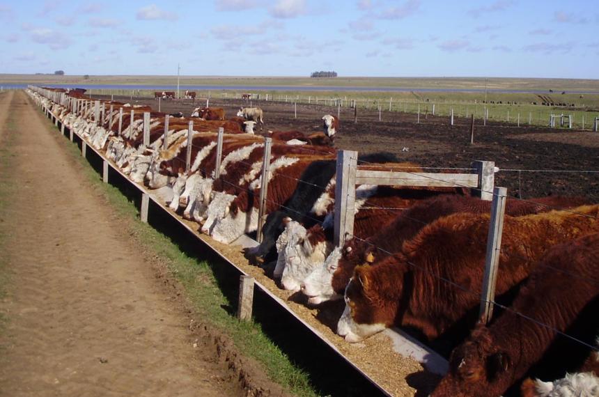 El maíz constituye el principal aporte energético en las dietas bovinas de nuestro país