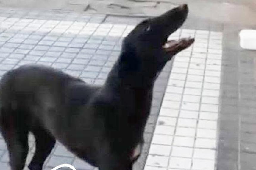 Piden ayuda para encontrarlas