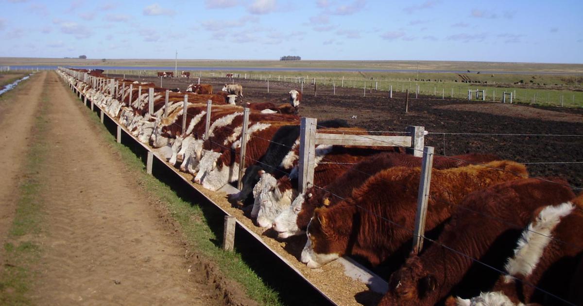El maíz constituye el principal aporte energético en las dietas bovinas de nuestro país