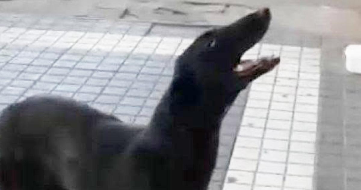 Piden ayuda para encontrarlas