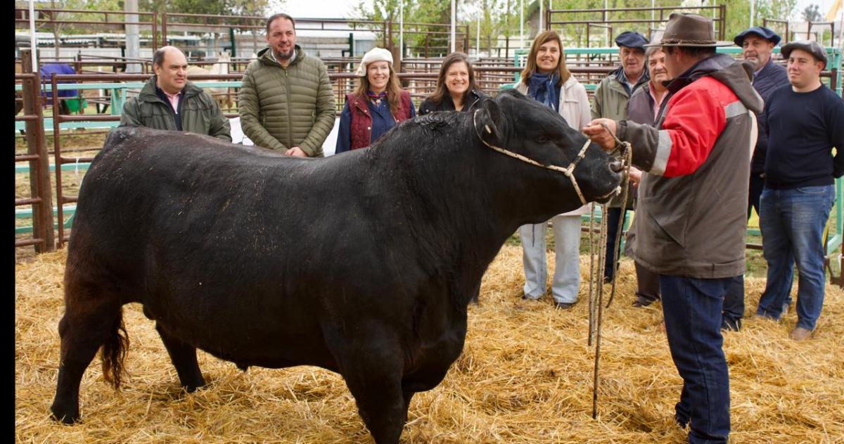 El miércoles ingresó Centenario Pampeano el primer toro de la edición n�mero 100