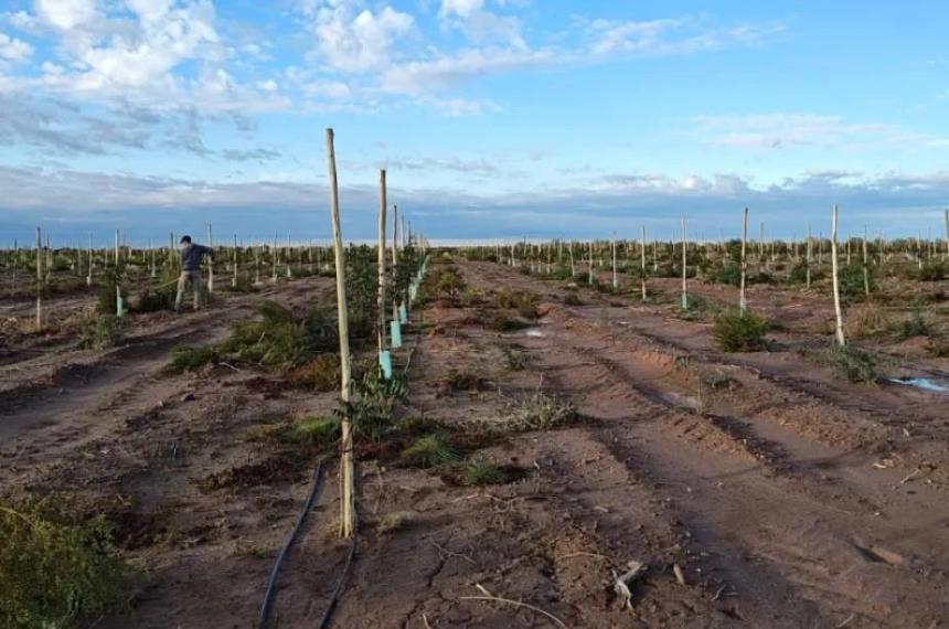 El desarrollo pistachero de la Caja Forense en Casa de Piedra afianza su infraestructura