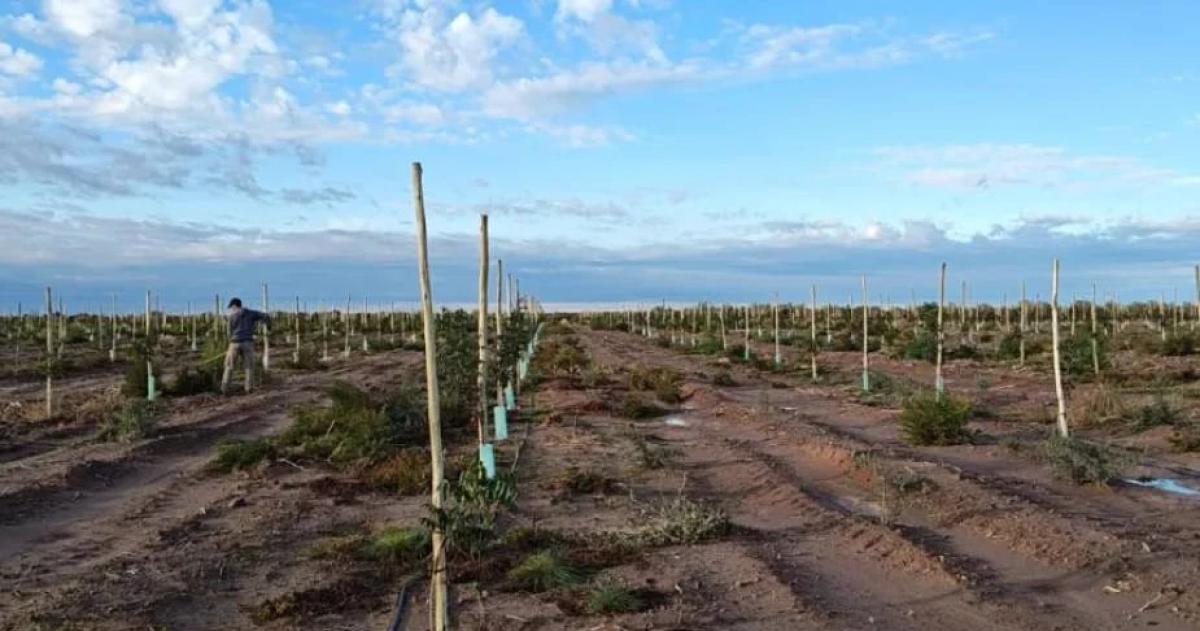 El desarrollo pistachero de la Caja Forense en Casa de Piedra afianza su infraestructura