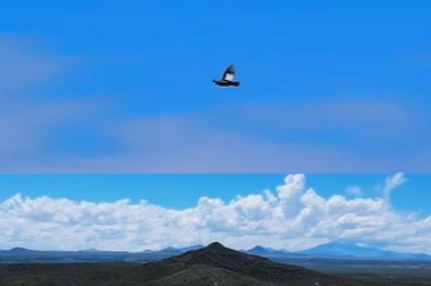 El cóndor fue avistado en la Reserva Cerro Negro