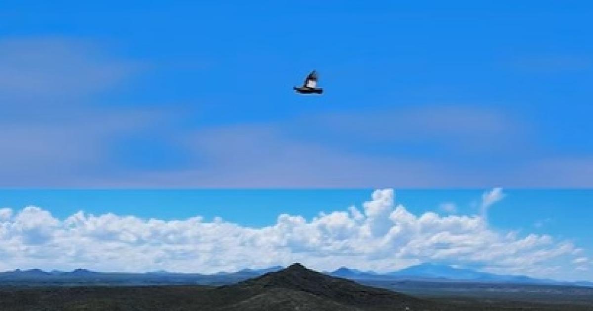 El cóndor fue avistado en la Reserva Cerro Negro
