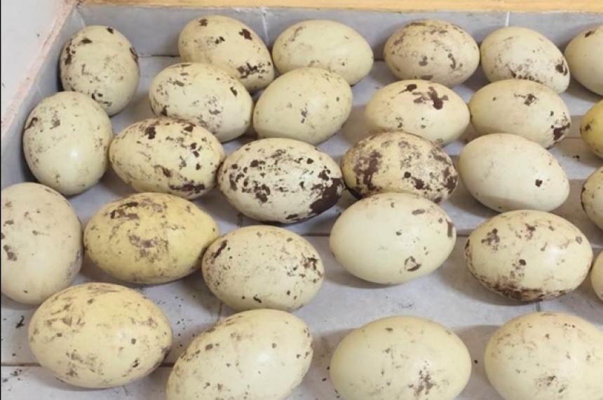 Los huevos eran llevados en el ba�l del auto