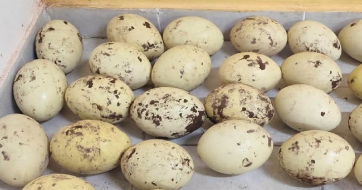 Los huevos eran llevados en el ba�l del auto