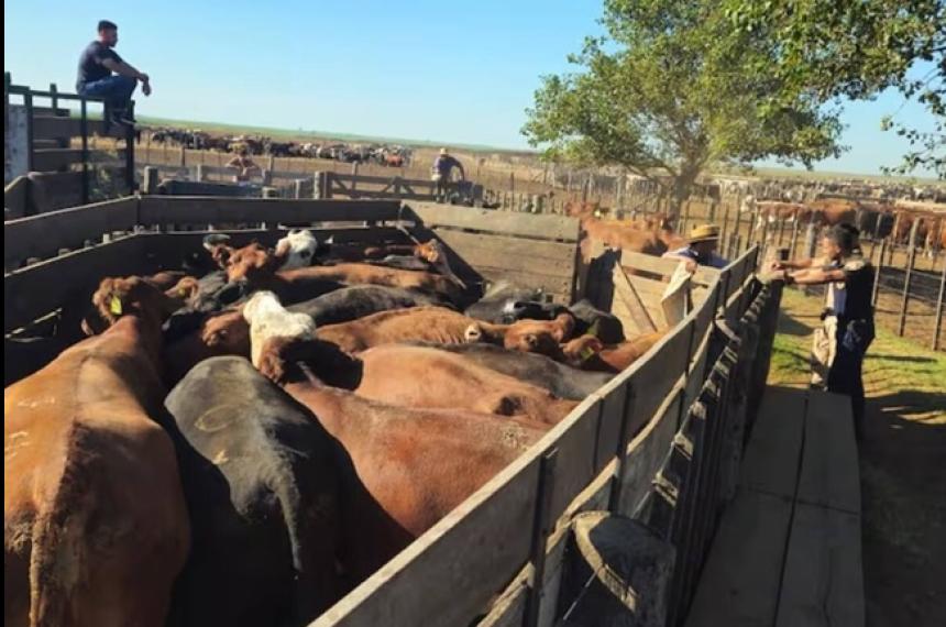 Los animales fueron pagados con cheques sin fondos