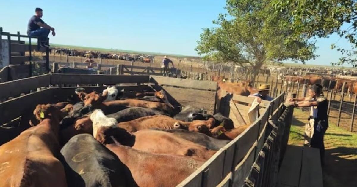 Los animales fueron pagados con cheques sin fondos