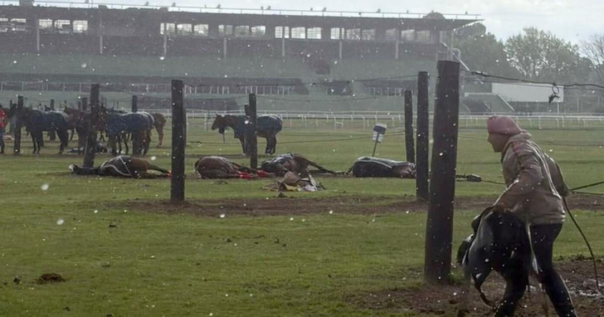 En la cancha 6 del Jockey Club de San Isidro se produjo el incidente