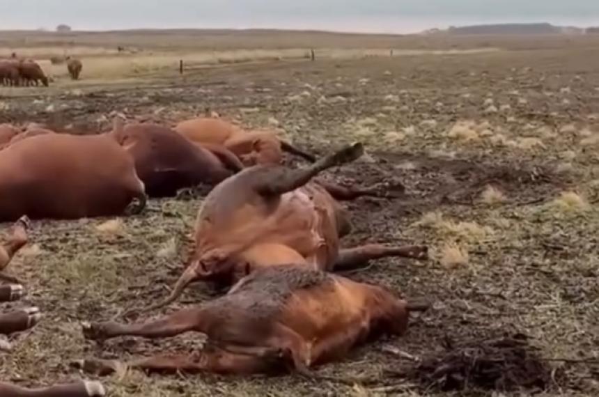 Por el rayo murieron seis vacas y siete terneros