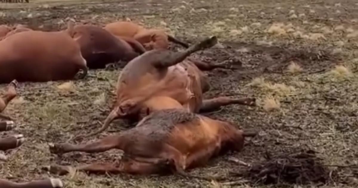 Por el rayo murieron seis vacas y siete terneros