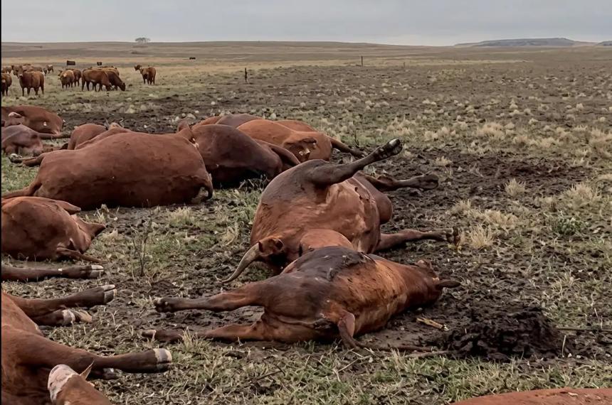 Los animales murieron de manera fulminante