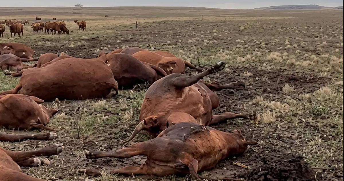 Los animales murieron de manera fulminante
