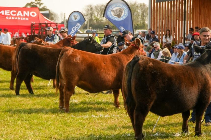 La cabaña Nirihuau sumó las 8600 hect�reas de La carita para acrecentar la genética Angus