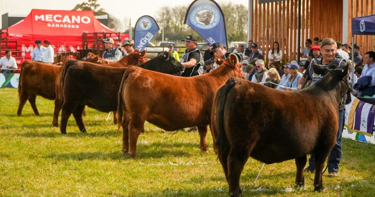 La cabaña Nirihuau sumó las 8600 hect�reas de La carita para acrecentar la genética Angus