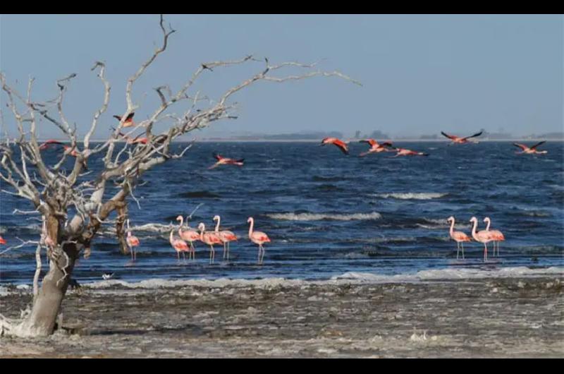 epecuen c