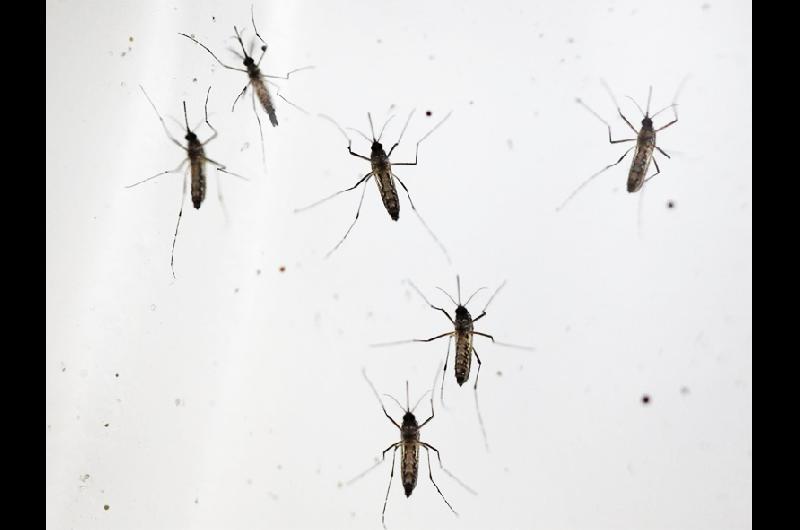 dengue d