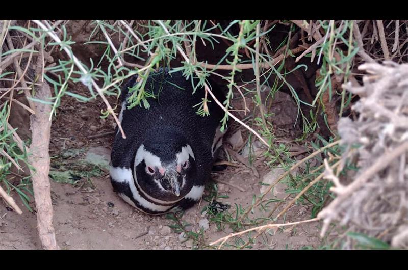 pinguinosconicet c