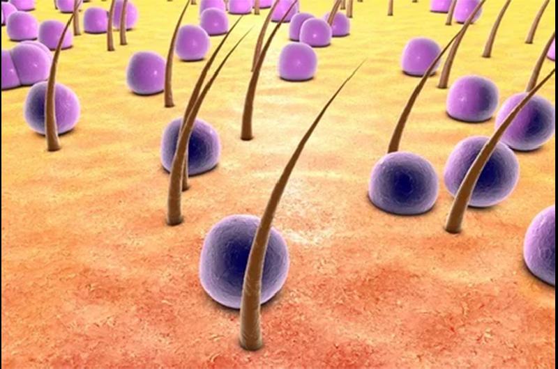 pielbacteriasnuevas a